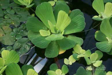 Pistia stratiodes