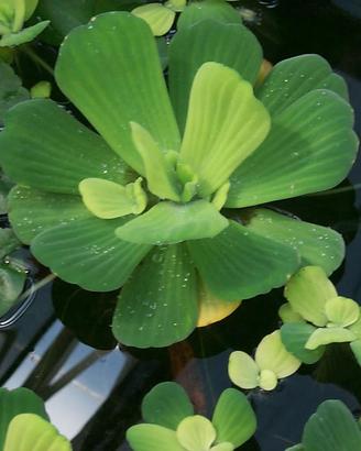 Pistia stratiodes