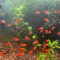Platy Corallini
