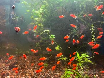 Platy Corallini