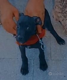 american Pitbull terrier 