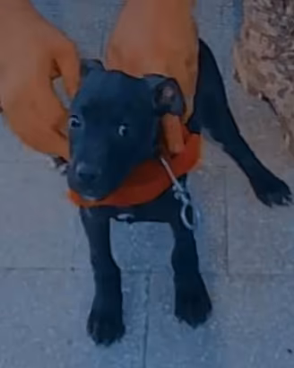 american Pitbull terrier 