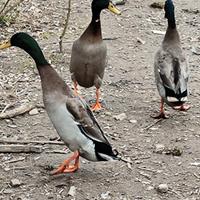 Anatre corritrici indiane