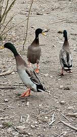 Anatre corritrici indiane