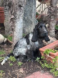 Cocker 3 mesi con pedigree