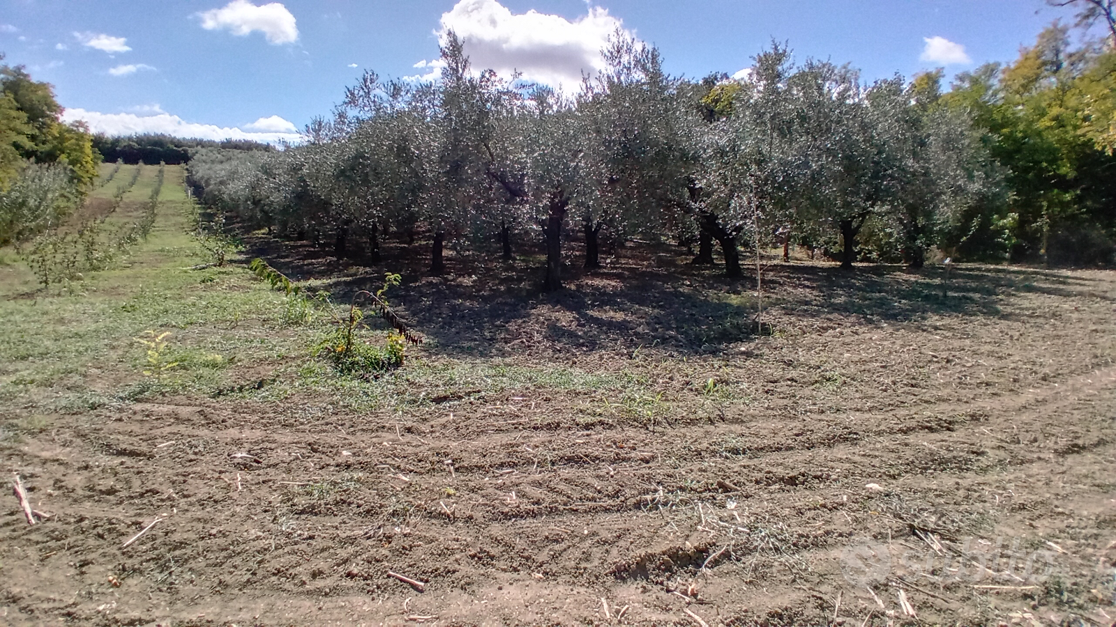 Terreno agricolo di olive - Vista 4