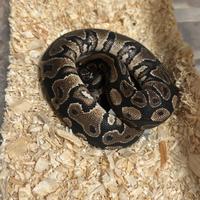 Pitone Reale Femmina