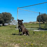 Maschio American Pitbull Terrier x monta gratuita