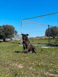 Maschio American Pitbull Terrier x monta gratuita
