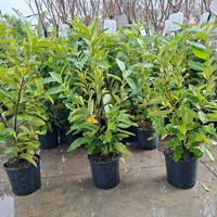 piante da siepe LAUROCERASO 