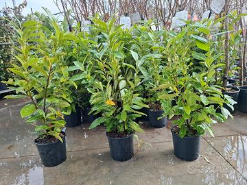 piante da siepe LAUROCERASO 