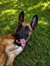 Cucciolo M Pastore Belga Malinois 14/05/2026