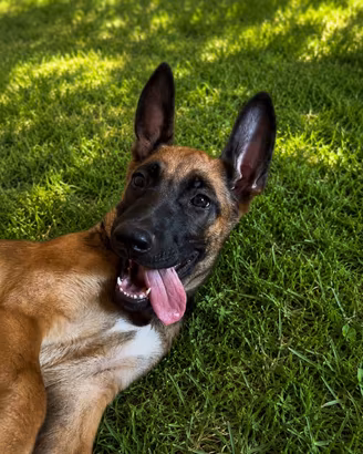 Cucciolo M Pastore Belga Malinois 14/05/2026