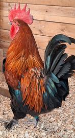 Galli e Galline ornamentali