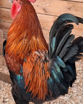 Galli e Galline ornamentali