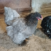 Gallina cocincina gigante blu