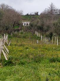 Casetta con oliveto e frutteto