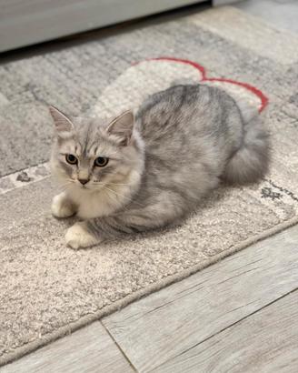 Ultimo maschietto pura razza gatto siberiano 