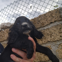Cocker spaniel