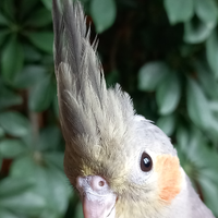 Calopsitta allevata a mano