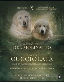 Pastore Maremmano Abruzzese