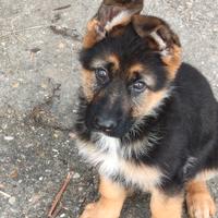 Cucciolo pastore tedesco puro