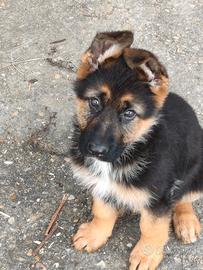 Cucciolo pastore tedesco puro