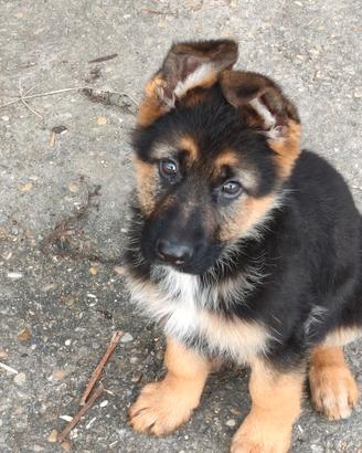 Cucciolo pastore tedesco puro