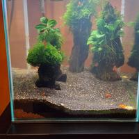 acquario con caridine 30 lt