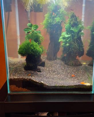 acquario con caridine 30 lt