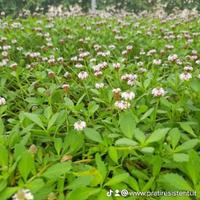 LIPPIA NODIFLORA, PRATO SENZA STRESS🌸🌱