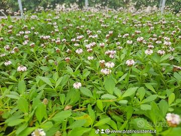 LIPPIA NODIFLORA, PRATO SENZA STRESS🌸🌱