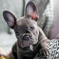 CUCCIOLI di BULLDOG - BOULEDOGUE FRANCESE blu