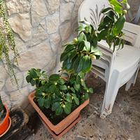 Camelia Japonica rosa