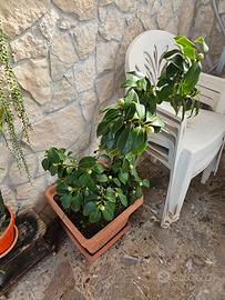 Camelia Japonica rosa