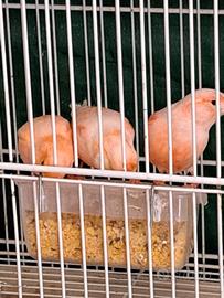 Stupendi esemplari e vari canarini e gabbie da cov