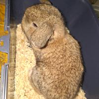 Cuccioli di coniglietto nano
