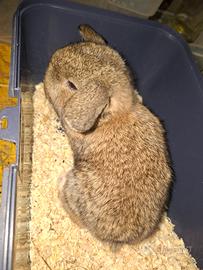 Cuccioli di coniglietto nano