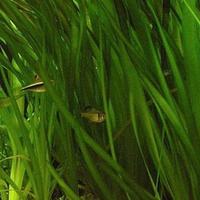 lotto di 15 piante di Vallisneria 