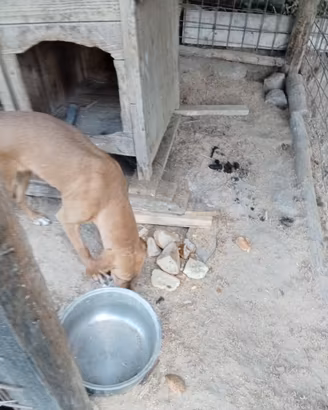 Animali