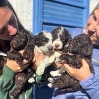 Cuccioli di Lagotto Romagnolo