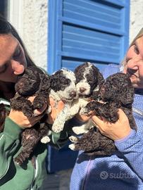 Cuccioli di Lagotto Romagnolo