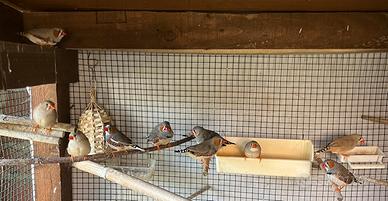 16 diamanti mandarini