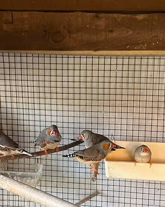 16 diamanti mandarini