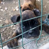 Cucciola di boxer