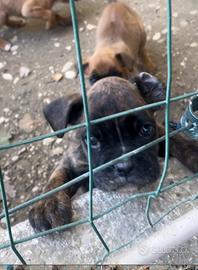 Cucciola di boxer