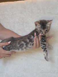 cuccioli gatto bengala blu silver