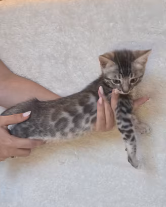 cuccioli gatto bengala blu silver