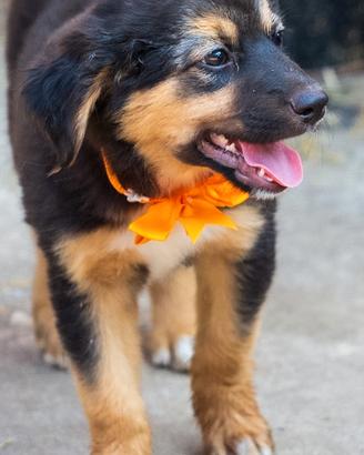 cuccioli golden mix australiano 2 mesi e mezzo