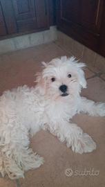 Maltese